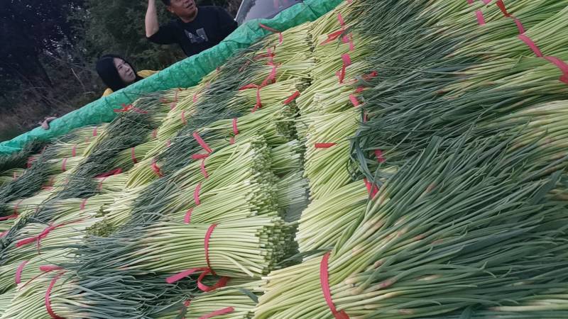 全财蒜业欢迎新老客户洽谈业务。地址山东省临沂市全财蒜业