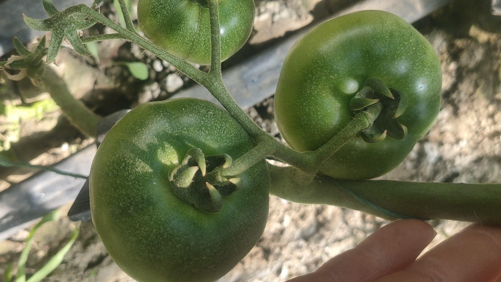 蒂安三色胡椒植株