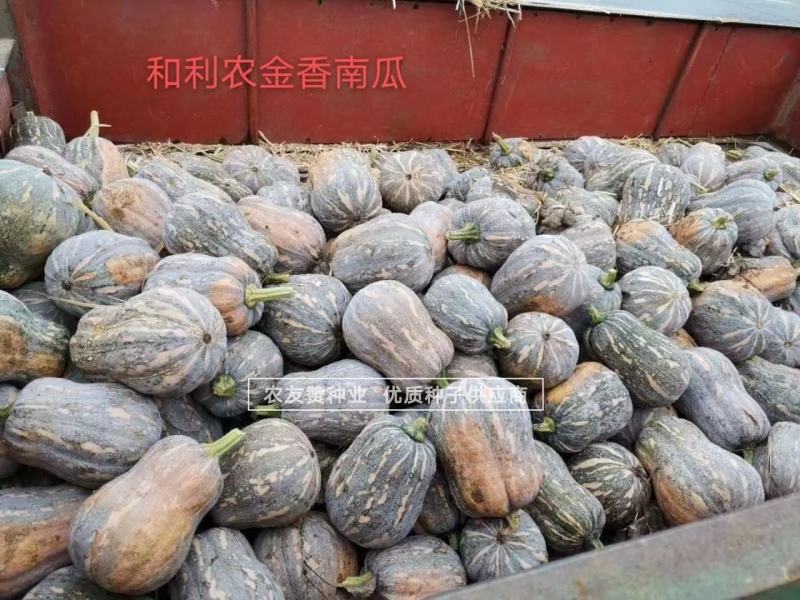 正宗金香南瓜种子和利农小蜜本南瓜种子口感好香甜脆小南瓜种