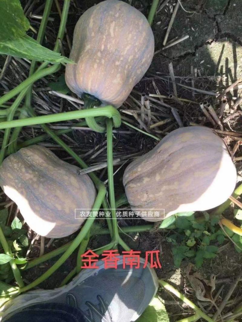 正宗金香南瓜种子和利农小蜜本南瓜种子口感好香甜脆小南瓜种
