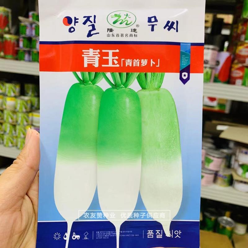 韩国引进青首萝卜种子羽状花叶口感甜脆青萝卜种子春秋两用