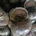 潜江螺蛳，湖区特产，个大壳薄，味道鲜美，可发全国各地。