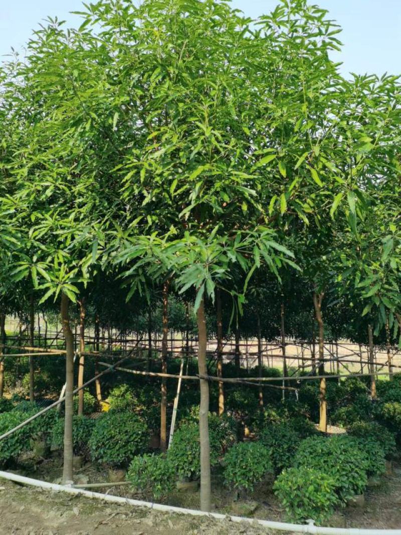 低价出售：扁桃4～50分袋苗，假植苗