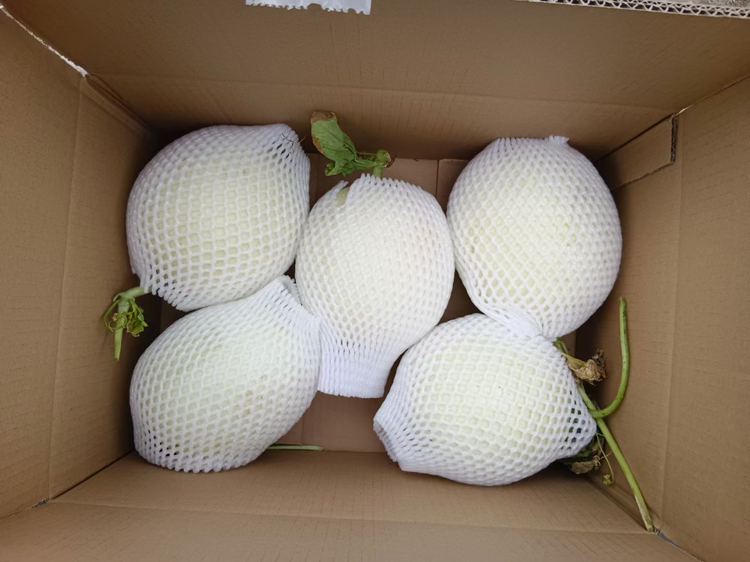 玉菇甜瓜与苹果放在纸袋中进行乙烯催熟 玉菇甜瓜与苹果放在一起催熟