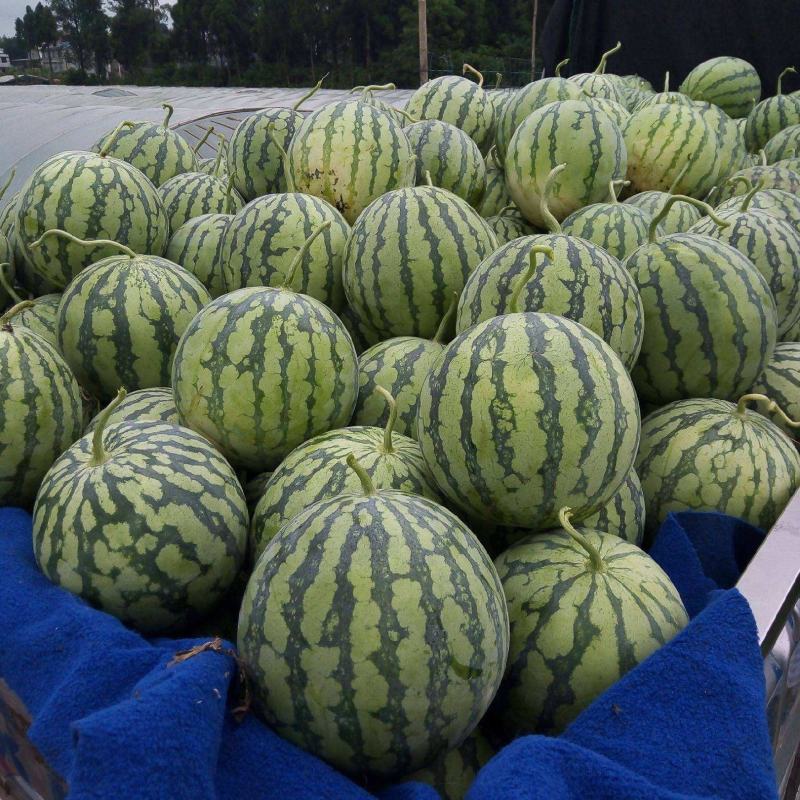 《麒麟西瓜》安徽8424西瓜皮薄瓤红，口感甜，全国代发