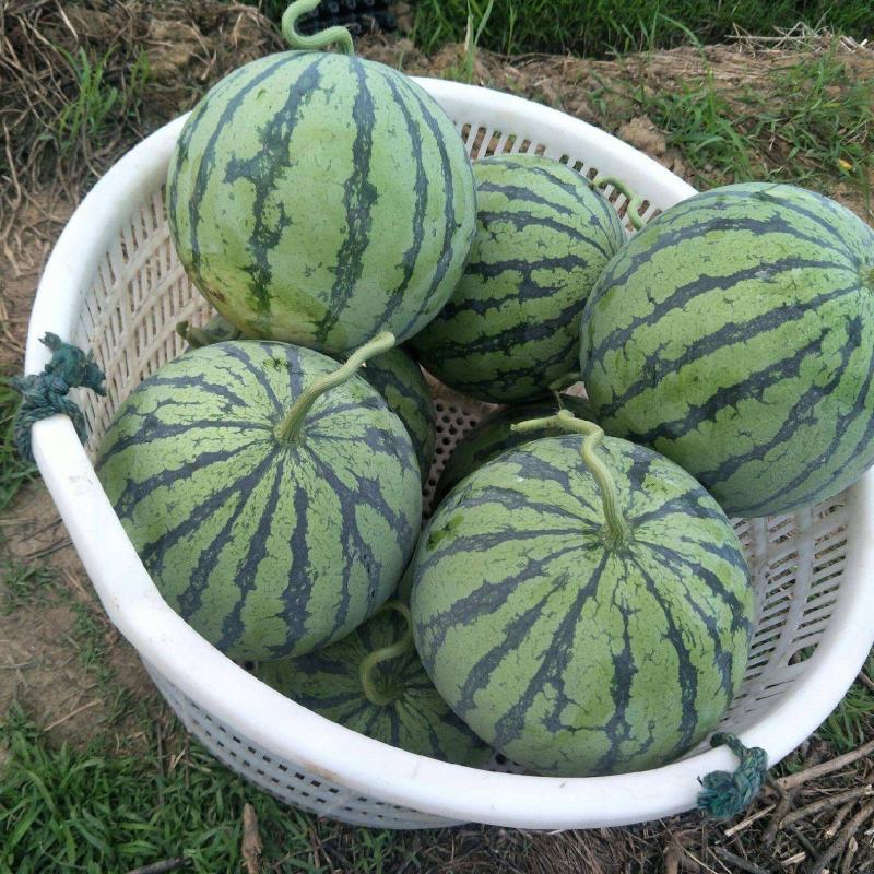 《麒麟西瓜》安徽8424西瓜皮薄瓤红，口感甜，全国代发