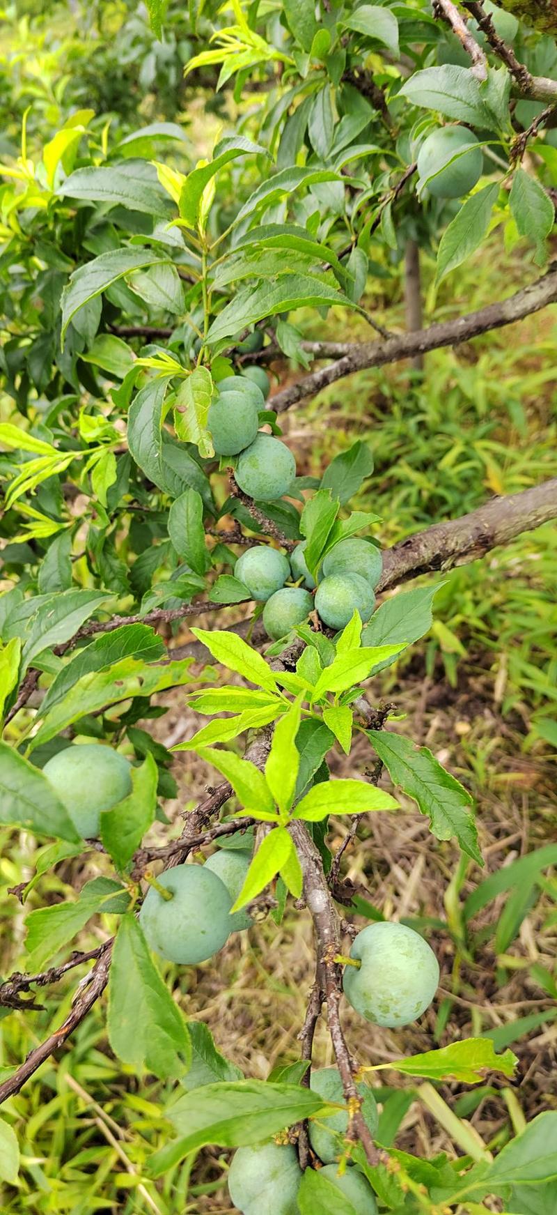 广西拾万大山，长寿之乡，一百公里内无污染，种出来的早熟李