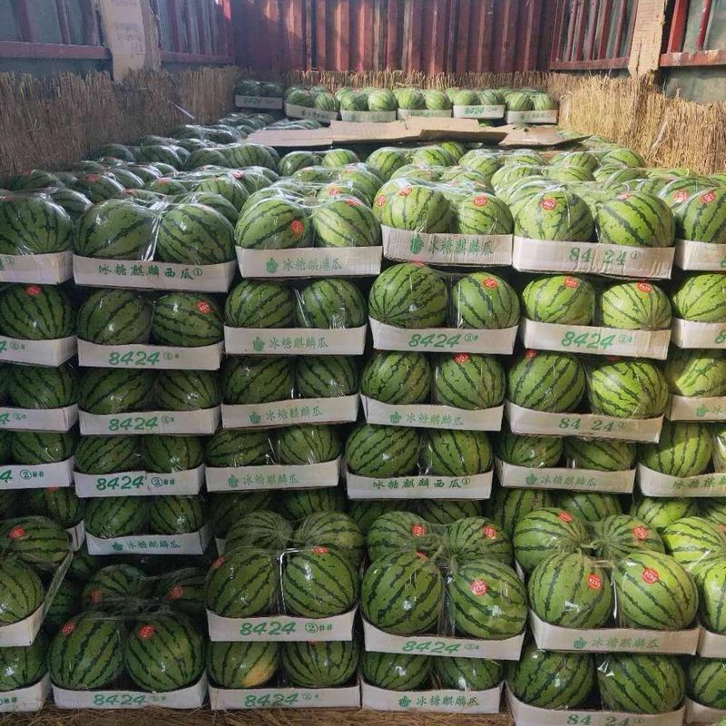 8424西瓜，麒麟西瓜，产地直供货源足，保熟保甜，代发全国