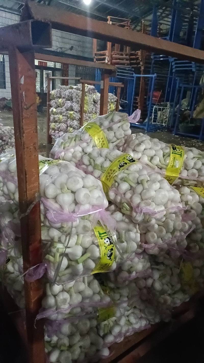 鲜蒜，大量上市，现货，地址山东省临沂市平邑县全财蒜业