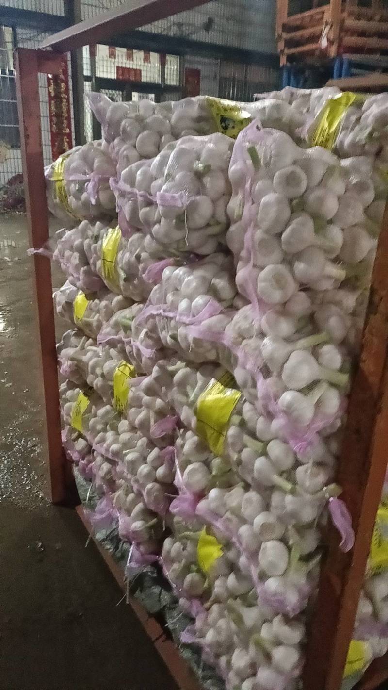 鲜蒜，大量上市，现货，地址山东省临沂市平邑县全财蒜业