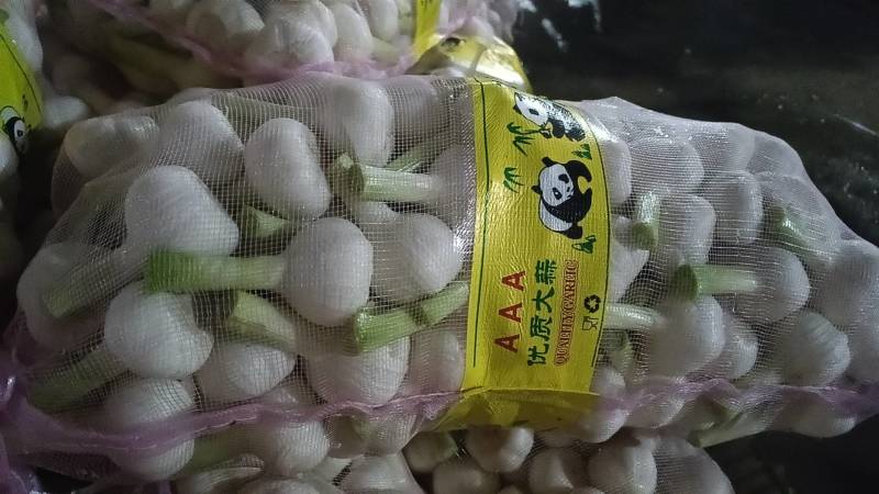 鲜蒜，大量上市，现货，地址山东省临沂市平邑县全财蒜业