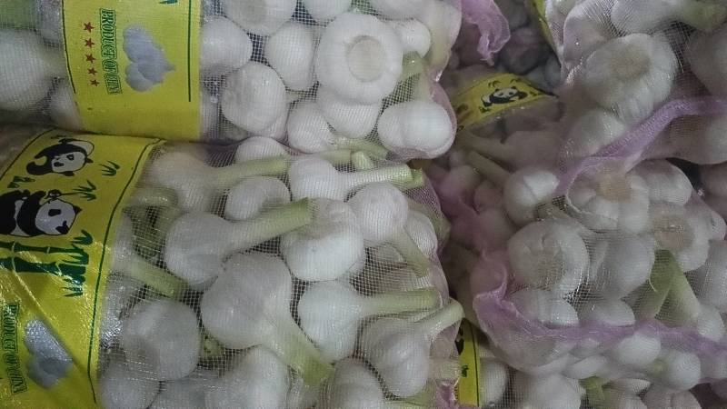 鲜蒜，大量上市，现货，地址山东省临沂市平邑县全财蒜业