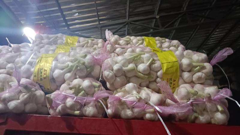 鲜蒜，大量上市，现货，地址山东省临沂市平邑县全财蒜业