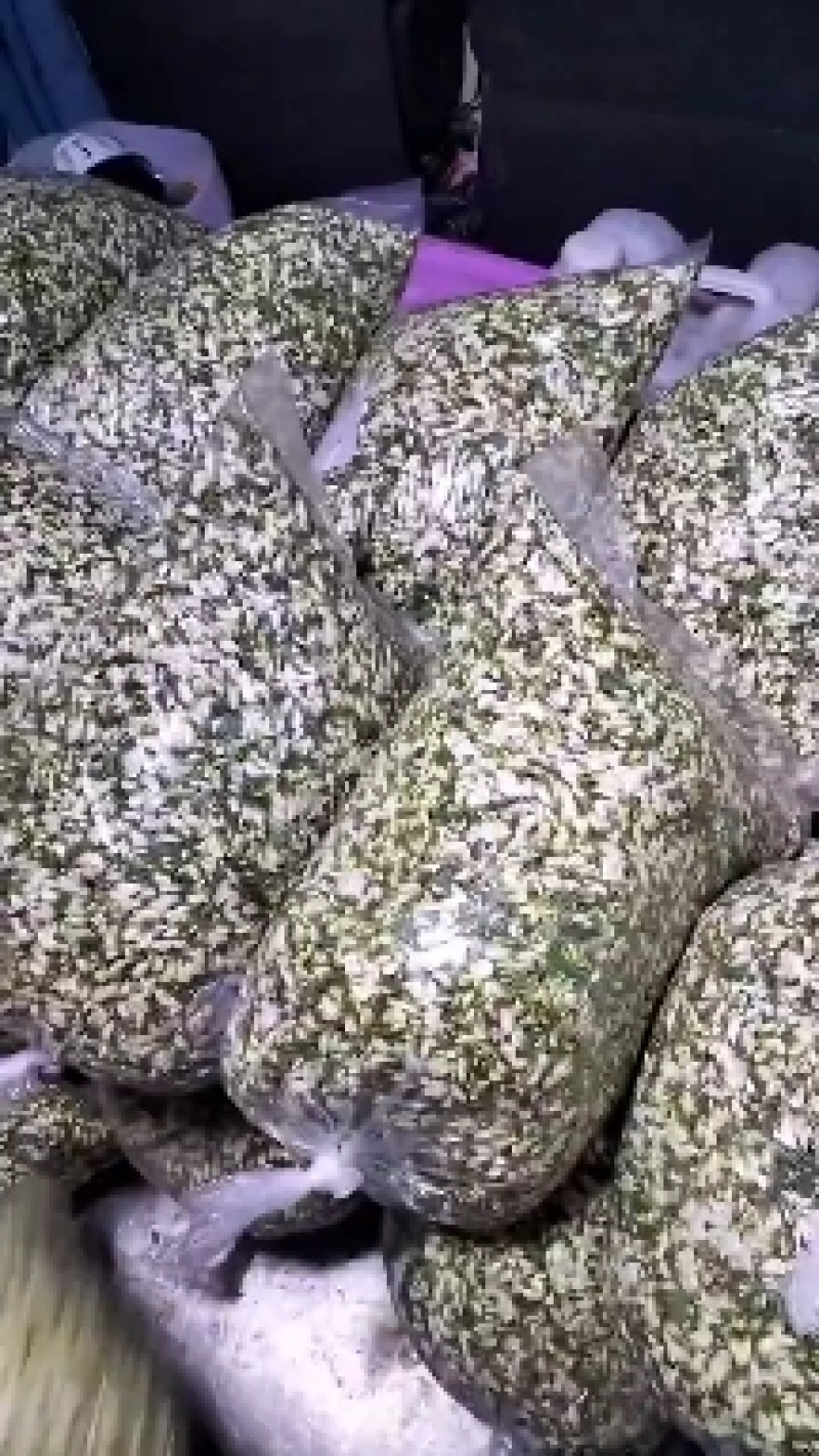洋槐花，来自无污染的秦岭山麓的野生佳品，山民自采