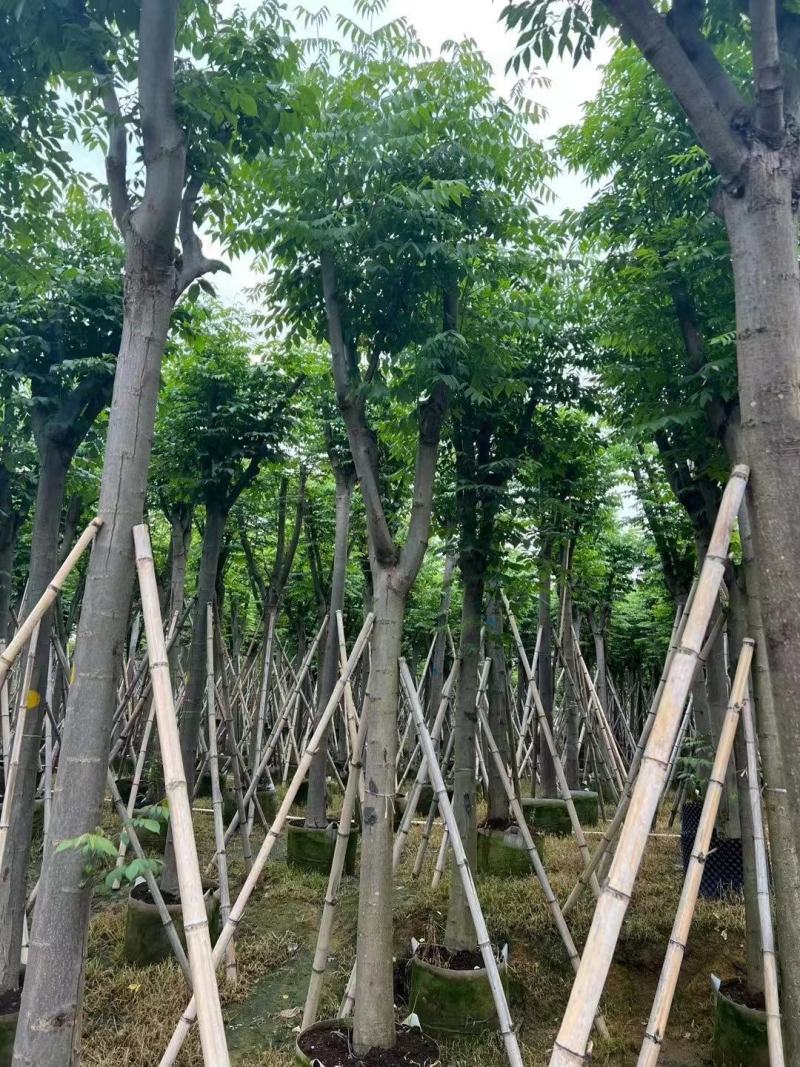 黄山栾树