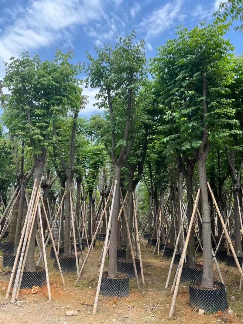 黄山栾树