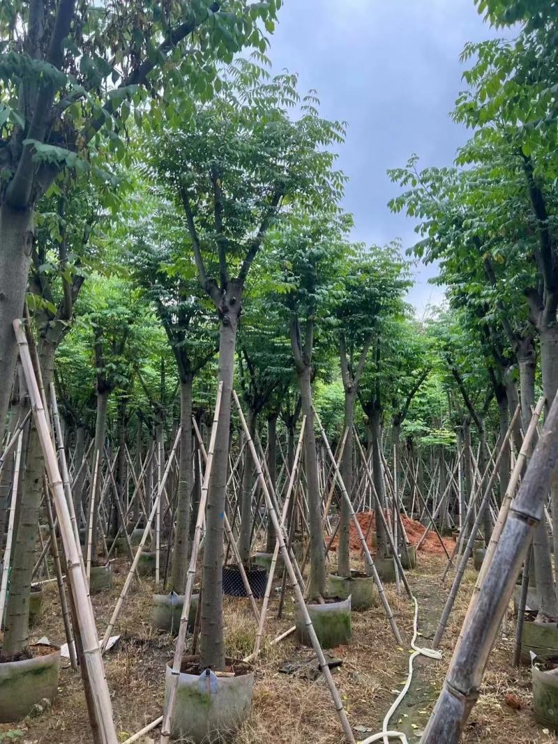黄山栾树