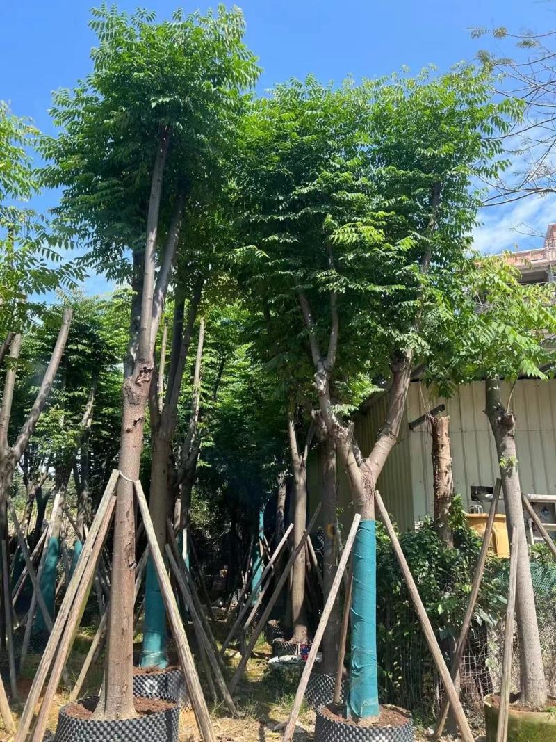 黄山栾树