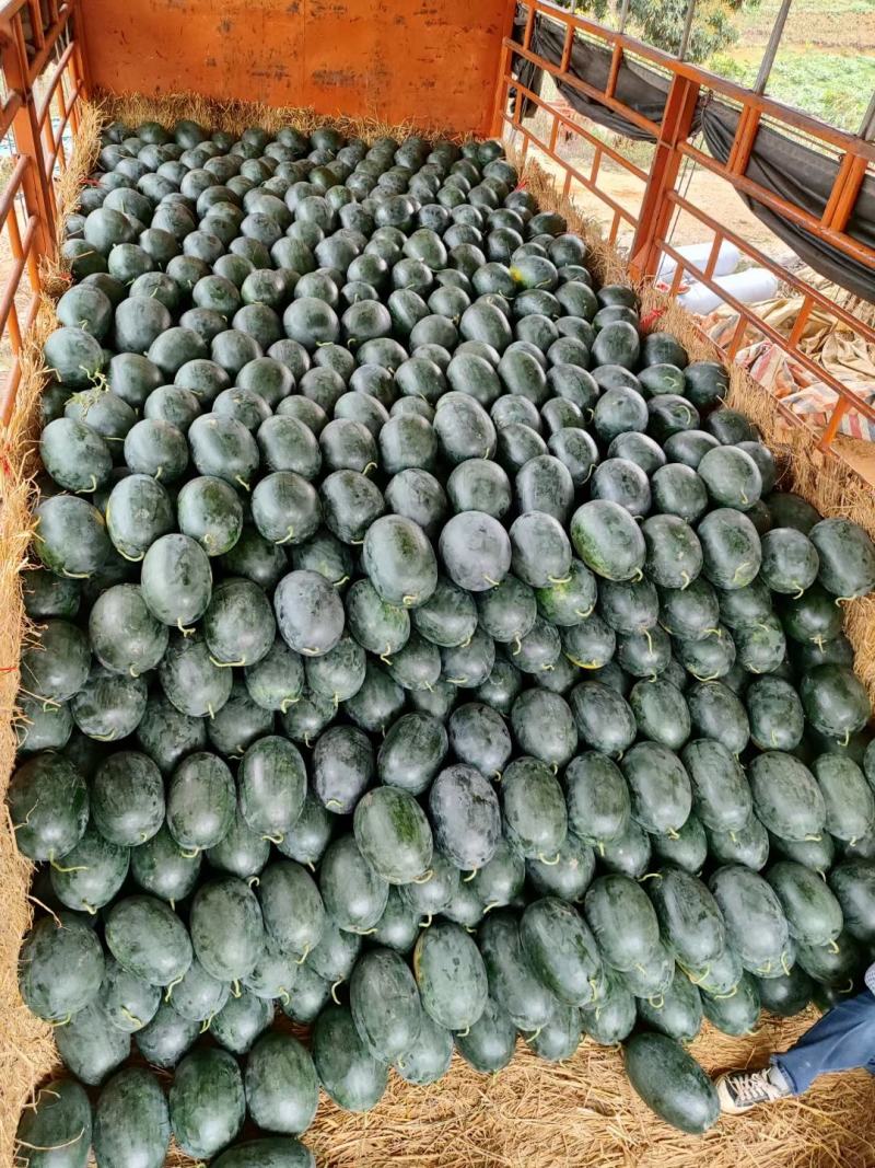 湖北宜城黑美人大量供应，货源充足，品质保证！