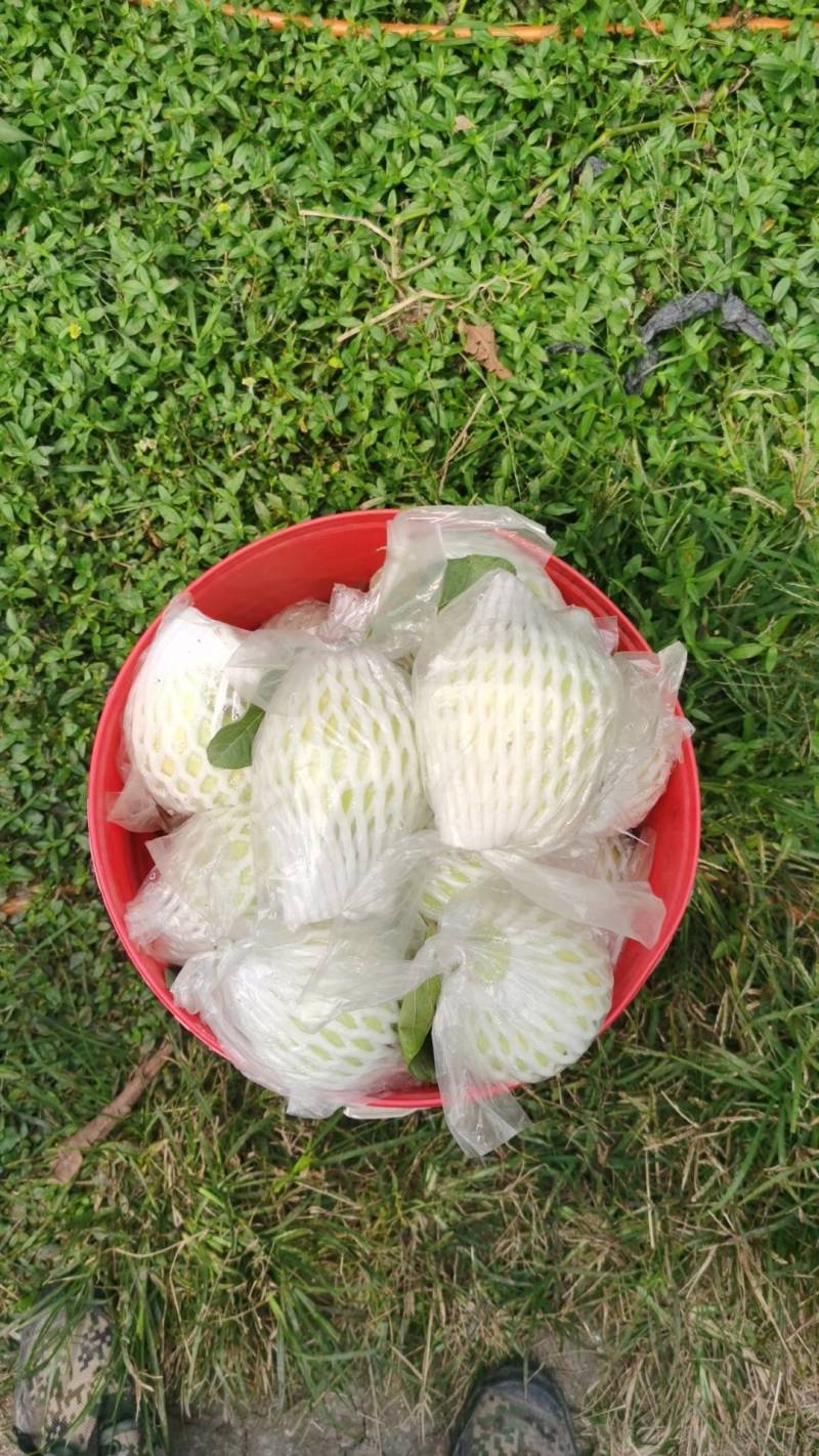 广东江门开平马冈优品番石榴