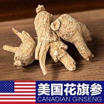 正宗美国进口花旗参原装原丛整枝特级小包装短枝粒头含片煲汤