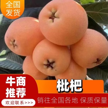 汉源枇杷大量上市中产地现摘现发诚信代办价格可谈
