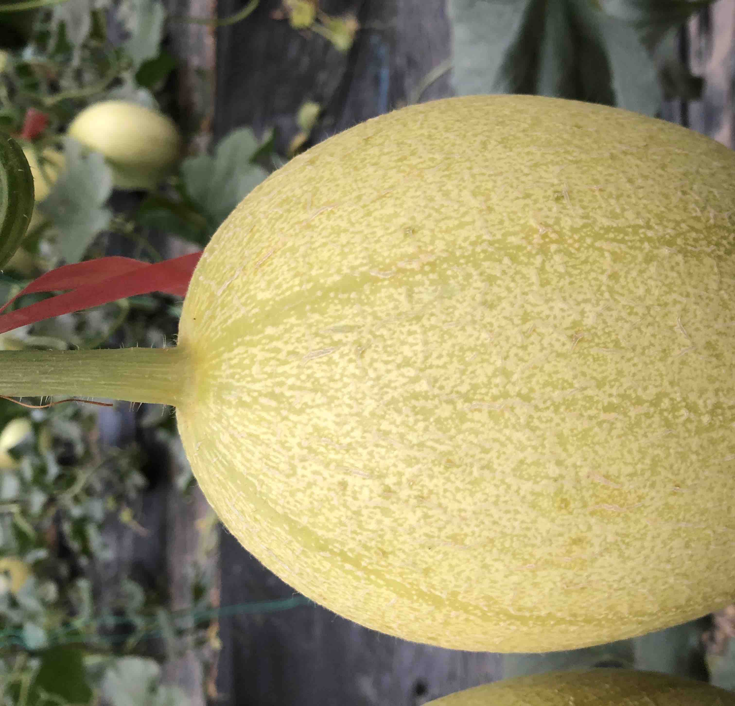 甜瓜切开特写展示果肉与汁水