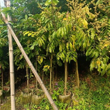 石硖龙眼果树