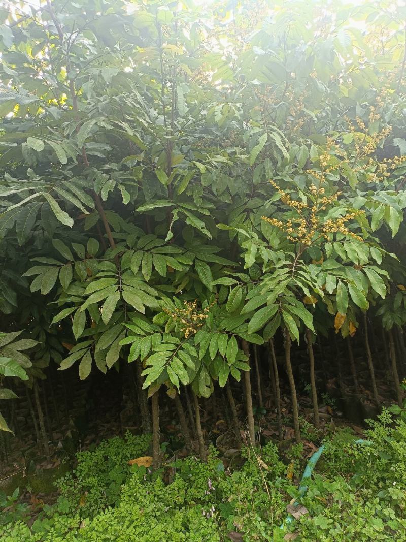 石硖龙眼果树