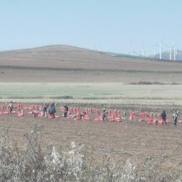 内蒙古太仆寺旗水浇地1500亩