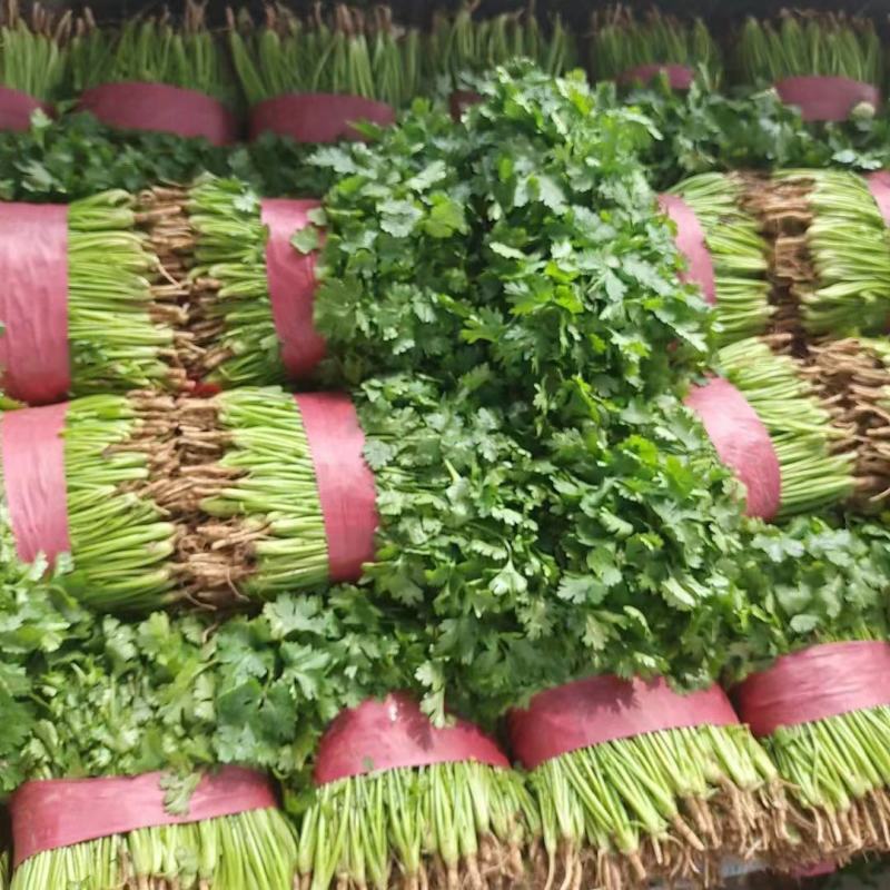 精品大叶香菜产地直发诚信经营发全国保质保量一手货源