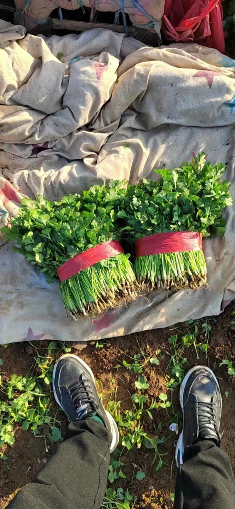 精品大叶香菜产地直发诚信经营发全国保质保量一手货源