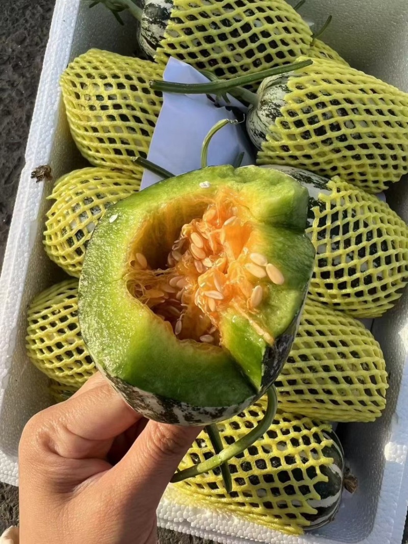 （头茬）博洋9博洋9博洋61羊角蜜各种甜瓜大量供应