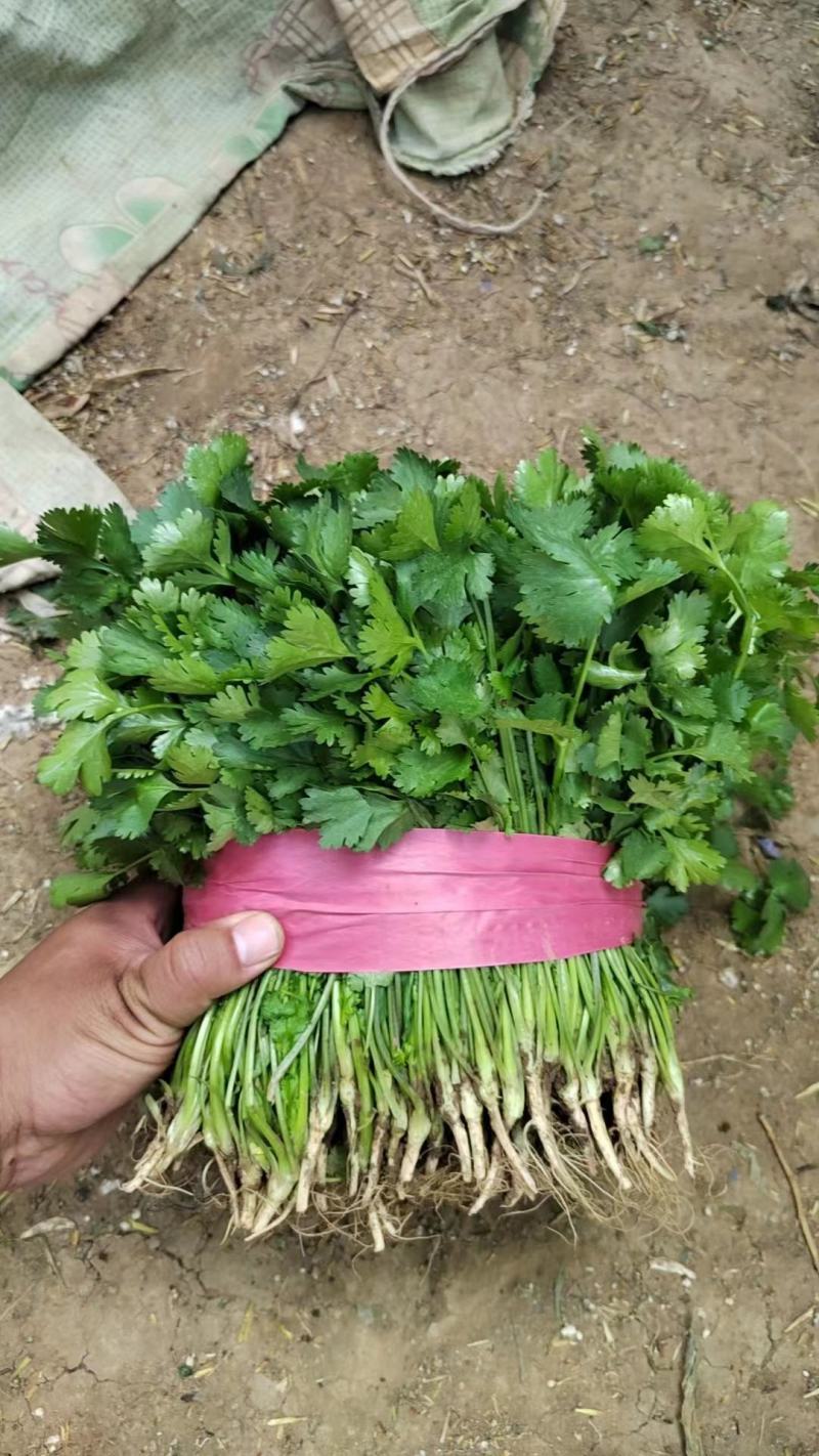 精品大叶香菜产地直发诚信经营发全国保质保量一手货源