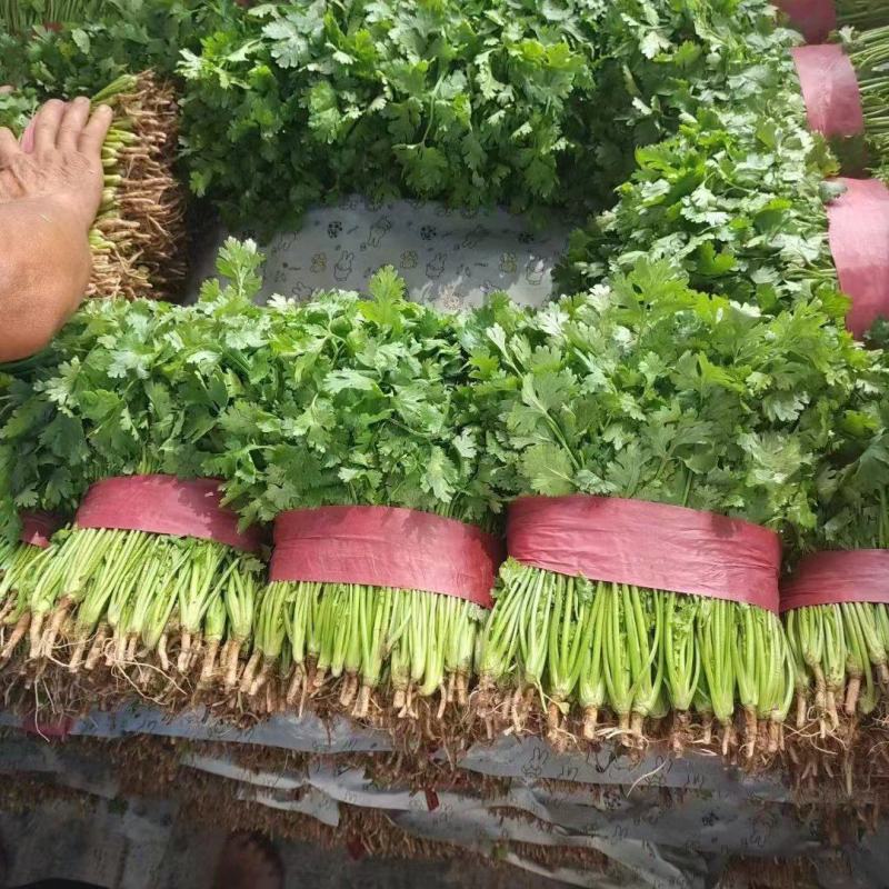 精品大叶香菜产地直发诚信经营发全国保质保量一手货源