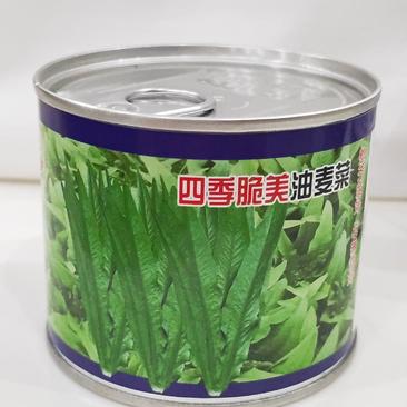 【精】四季脆美高产优质油麦菜种子50g罐装整齐度高