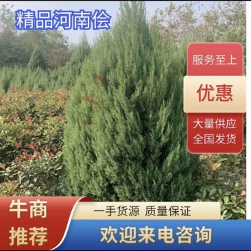 【3米1】精品河南侩大量有货品质良好规格齐全欢迎选购