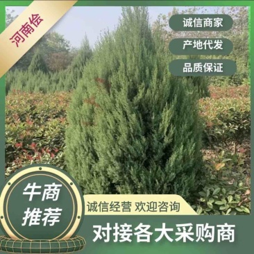 【3米3】精品河南侩大量有货品质良好规格齐全欢迎选购