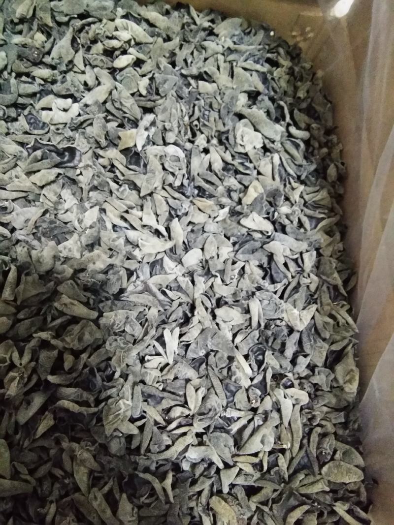 精品黑木耳秋木耳东北特产欢迎大家光临