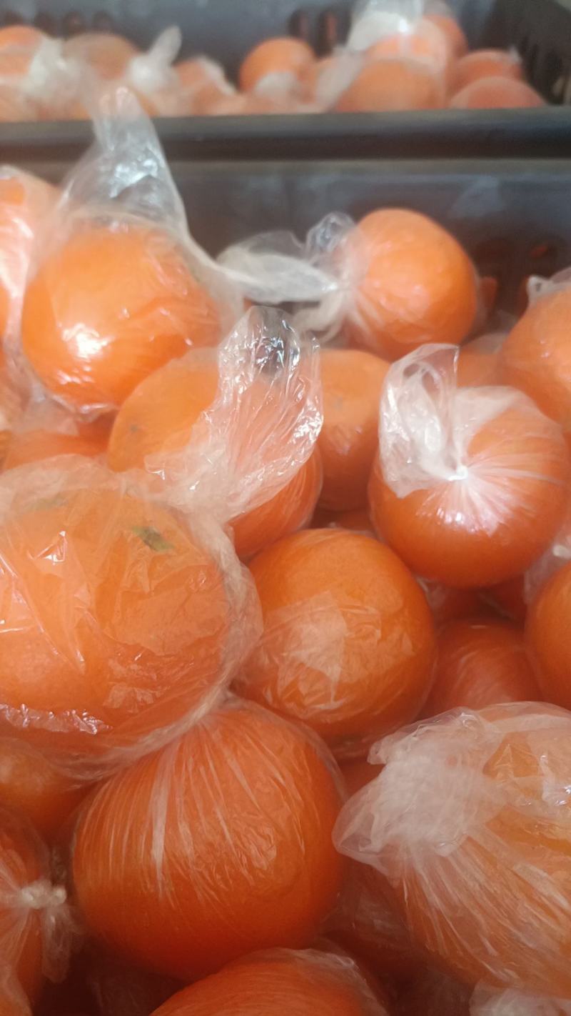 湖南的纽荷尔脐橙