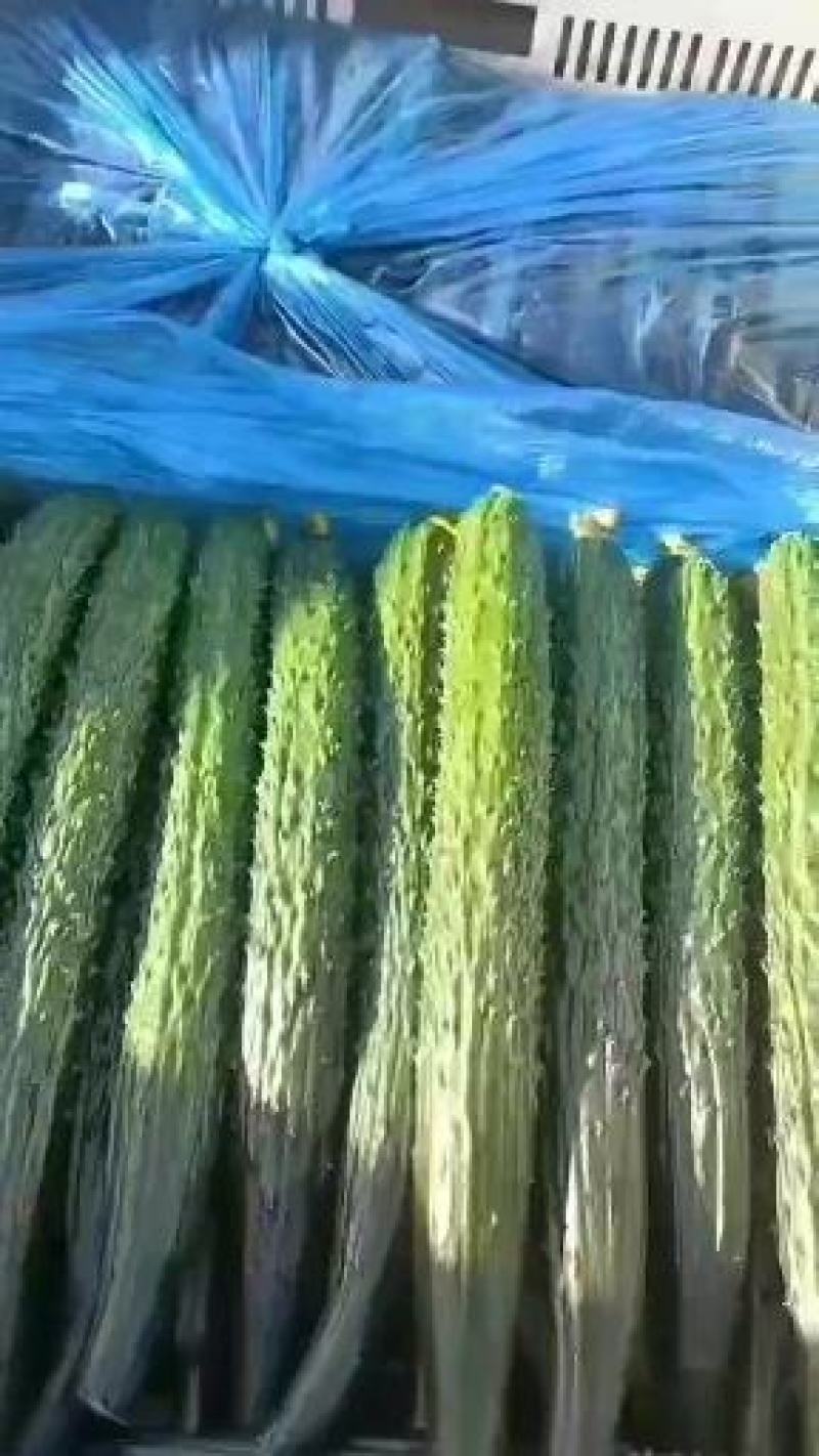 黄瓜密刺黄瓜，大棚顶花带刺黄瓜对接电商平台拼多多美团