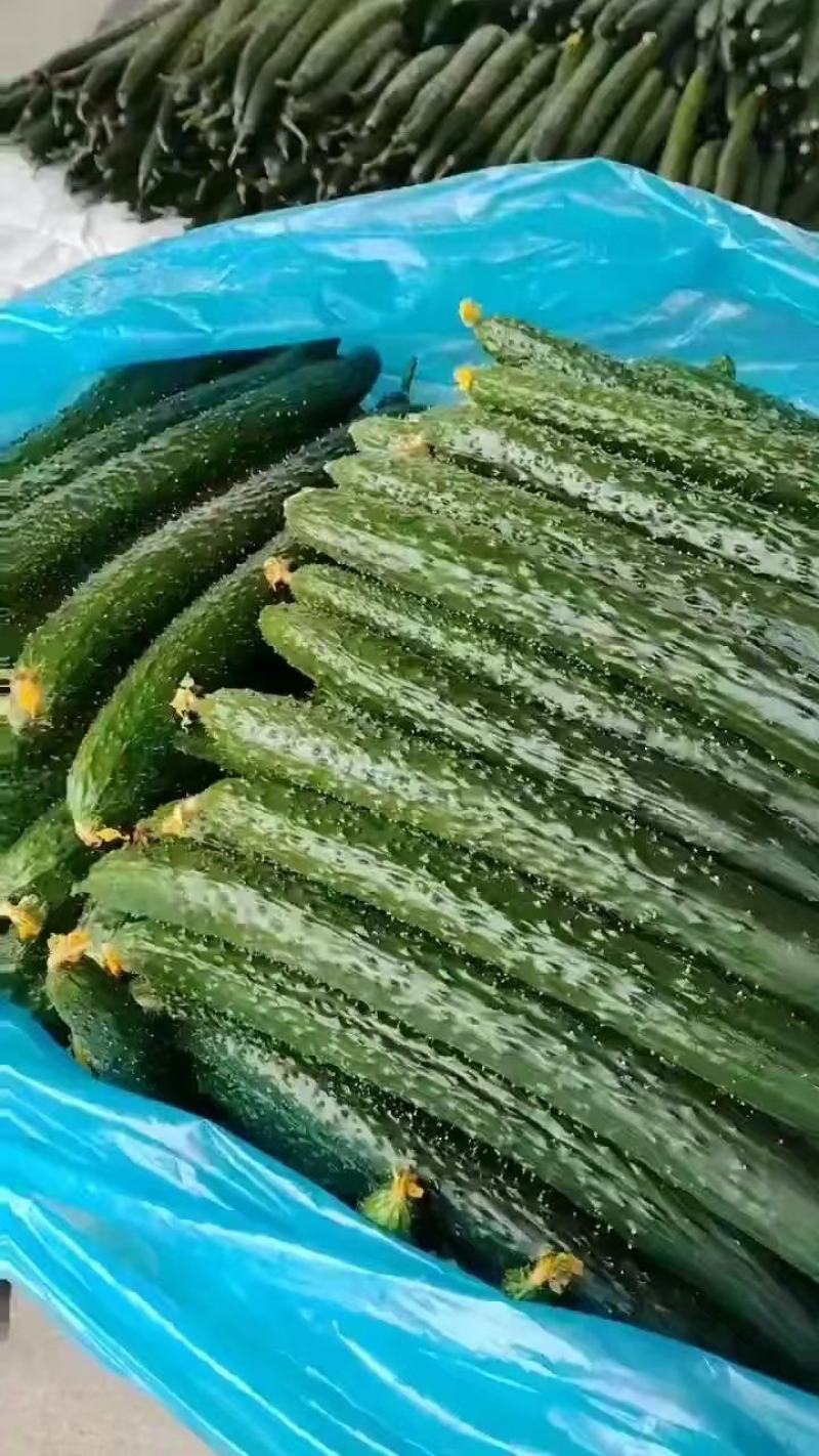 黄瓜密刺黄瓜，大棚顶花带刺黄瓜对接电商平台拼多多美团