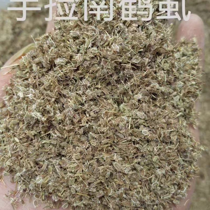南鹤虱