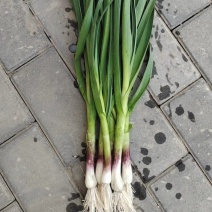甘肃精品蒜苗，红根蒜苗，产地直发，一手货源，质量保证