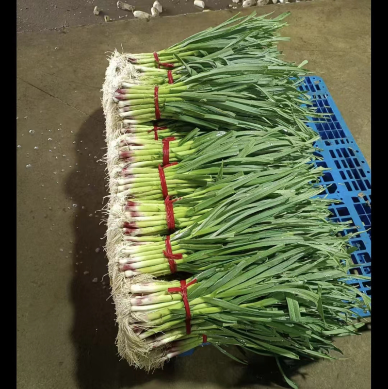 甘肃精品蒜苗，红根蒜苗，产地直发，一手货源，质量保证