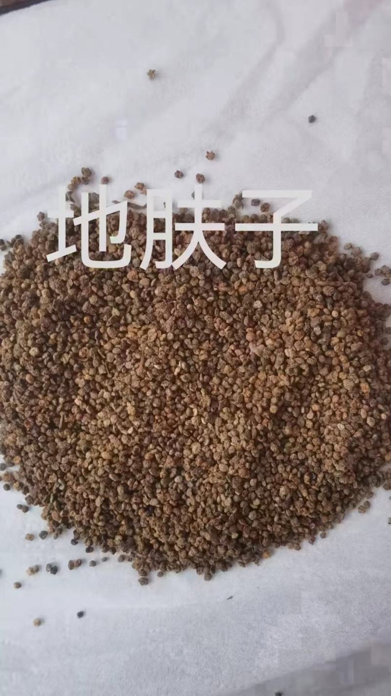 地肤子