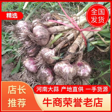 【把子蒜】河南中牟2025新蒜大量供应个头大全国发货