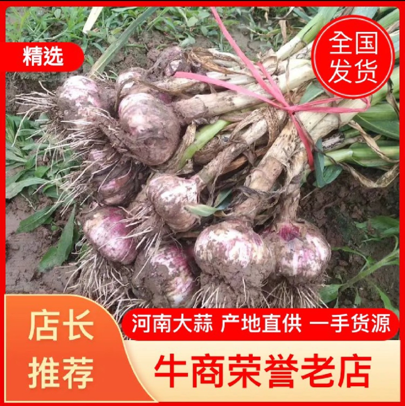 【把子蒜】河南中牟2025新蒜大量供应个头大全国发货