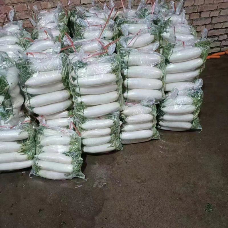 甘肃精品白萝卜，产地直发，量大从优，一手货源，欢迎选购