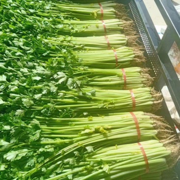 甘肃精品芹菜，大量供应，产地一手货源，品质保证，量大从优